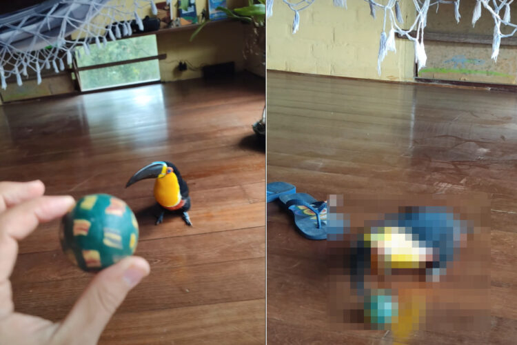 ボール遊びに挑む大きなクチバシのオオハシ。ピョンピョン跳ねてボールを追いかけますが、クチバシが大きくて逆にボールがくわえにくそう？！