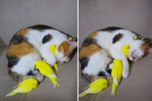 みんなでなかよくお昼寝中？小鳥たちは布団や枕になっているのは、なんとぐっすり寝ている猫でした！！【動画】