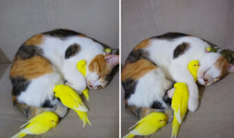 みんなでなかよくお昼寝中？小鳥たちは布団や枕になっているのは、なんとぐっすり寝ている猫でした！！【動画】