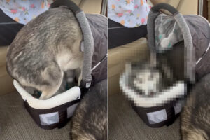ハスキー犬はかまって欲しい！注目を集めたいし甘やかして欲しい赤ちゃん帰りをしたハスキー犬は、赤ちゃんのお出かけ用バシネットに潜り込んでしまいました！！