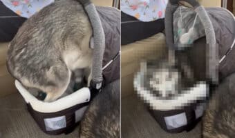 ハスキー犬はかまって欲しい！注目を集めたいし甘やかして欲しい赤ちゃん帰りをしたハスキー犬は、赤ちゃんのお出かけ用バシネットに潜り込んでしまいました！！