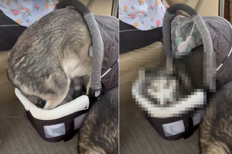 ハスキー犬はかまって欲しい！注目を集めたいし甘やかして欲しい赤ちゃん帰りをしたハスキー犬は、赤ちゃんのお出かけ用バシネットに潜り込んでしまいました！！