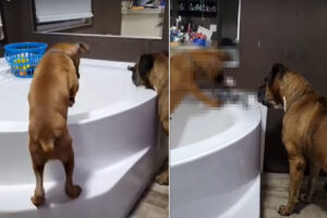 バスタブへと駆け込んでいったボクサー犬の子犬。何をするのかと思いきや・・、とても器用なイタズラをしてみせました！！【海外・動画】