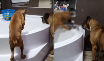 バスタブへと駆け込んでいったボクサー犬の子犬。何をするのかと思いきや・・、とても器用なイタズラをしてみせました！！【海外・動画】