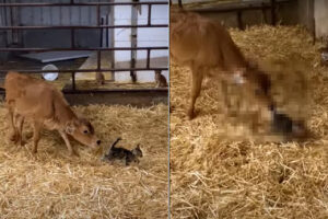 仔牛がいる飼育小屋に迷い込んできた子猫。ピンと伸びた子猫のしっぽが気になったらしく、仔牛がビックリな行動に！！【海外・動画】
