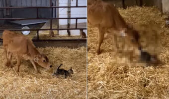 仔牛がいる飼育小屋に迷い込んできた子猫。ピンと伸びた子猫のしっぽが気になったらしく、仔牛がビックリな行動に!!【海外・動画】