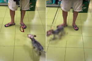 自分で首輪を付けちゃった！？お散歩大好きな愛犬は、1秒でも早く外に向かいたいみたいです【海外・動画】