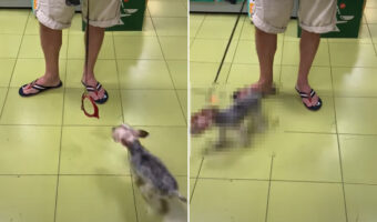 自分で首輪を付けちゃった!?お散歩大好きな愛犬は、1秒でも早く外に向かいたいみたいです【海外・動画】