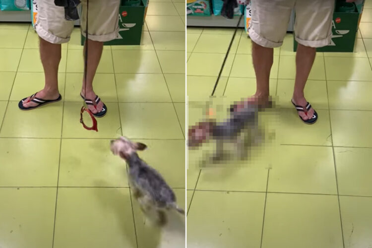 自分で首輪を付けちゃった！？お散歩大好きな愛犬は、1秒でも早く外に向かいたいみたいです【海外・動画】