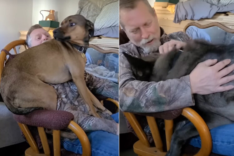 パパさんに甘えたい愛犬たち。ロッキングチェアに座るパパさんのそばにいるのは自分だ！と場所の奪い合いが勃発！！【アメリカ・動画】