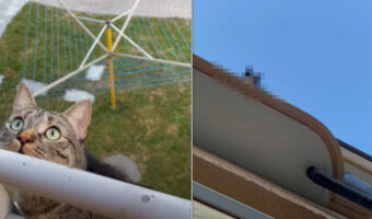 ベランダの手摺から身を乗り出し空を見つめる猫。上空になにかあるのかとカメラにそちらに向けると、そこにはたしかに気になる視線が！！