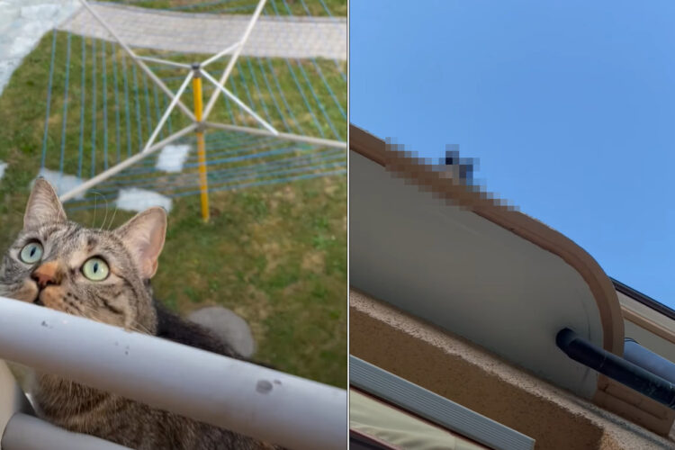 ベランダの手摺から身を乗り出し空を見つめる猫。上空になにかあるのかとカメラにそちらに向けると、そこにはたしかに気になる視線が！！