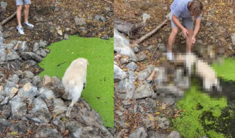 飼い主さんの「NO!」という叫びも虚しく・・、水面に浮かぶ水草を芝生だと勘違いした愛犬が水中にジャボン!!【海外・動画】
