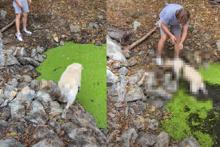 飼い主さんの「NO!」という叫びも虚しく・・、水面に浮かぶ水草を芝生だと勘違いした愛犬が水中にジャボン！！【海外・動画】