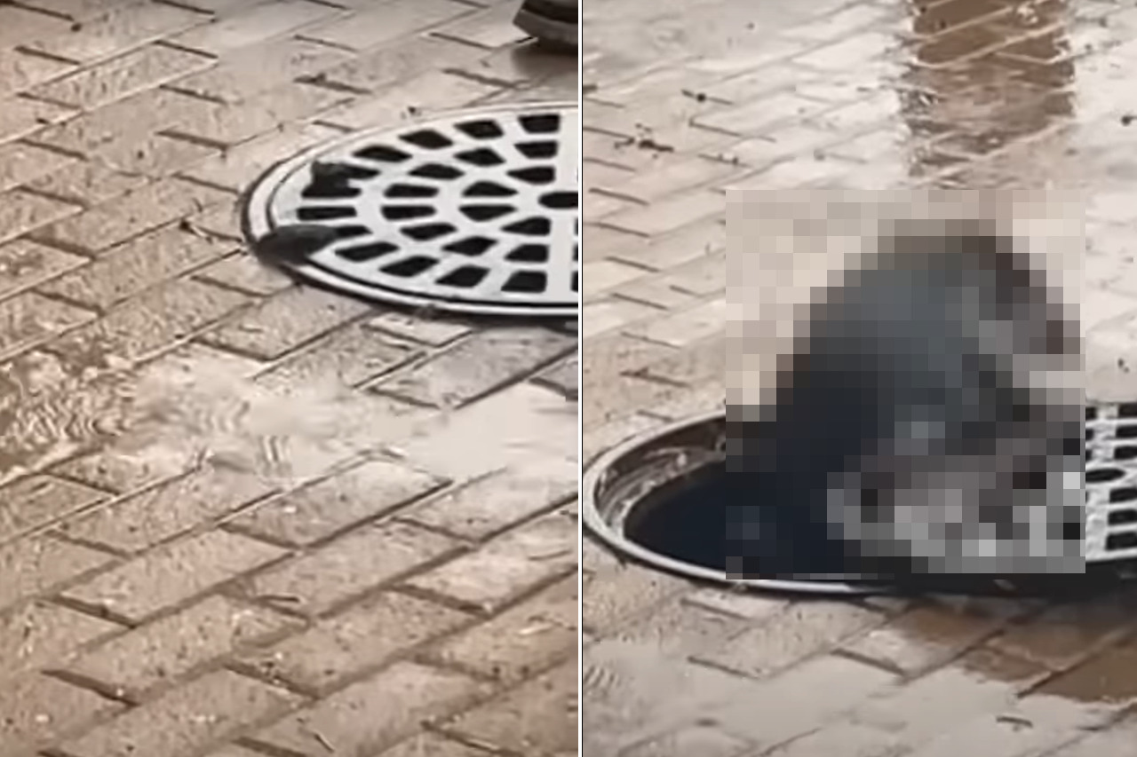 雨が降る中、マンホールの蓋の穴からピョコンと出てきた小さなおてて!どうやら、「外に出して!」と助けを求めている動物がいるみたいです!!
