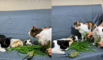 ソファに上がって仲良しなみんなで一緒に草をもぐもぐ・・。2匹のモルモットにインコが1羽、それに・・猫が3匹?!?!【海外・動画】