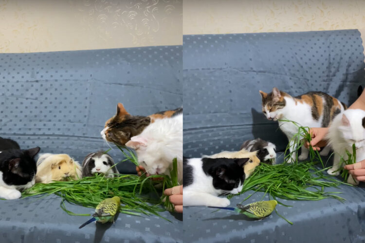 ソファに上がって仲良しなみんなで一緒に草をもぐもぐ・・。2匹のモルモットにインコが1羽、それに・・猫が3匹？！？！【海外・動画】