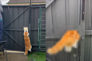 猫はやはり液体だった！！外へ出ないようにとゲートを作成していたら、ゲートの僅かな空間からするっと脱出してしまいました！！【海外・動画】