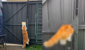 猫はやはり液体だった!!外へ出ないようにとゲートを作成していたら、ゲートの僅かな空間からするっと脱出してしまいました!!【海外・動画】