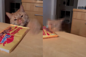 テーブルに置かれたお菓子に手を伸ばす猫。この子の目的はお菓子を盗み食いすること・・ではなかった？！【海外・動画】