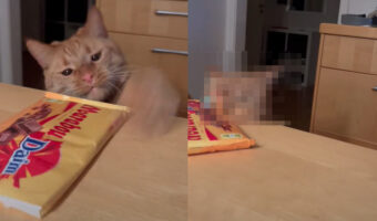テーブルに置かれたお菓子に手を伸ばす猫。この子の目的はお菓子を盗み食いすること・・ではなかった？！【海外・動画】