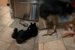 新しい家族の一員になった犬の第一の試練は、フェレットとの顔合わせ！！小さな先輩にどうしたらいいのか戸惑っている？【アメリカ・動画】