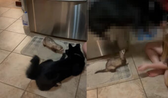 新しい家族の一員になった犬の第一の試練は、フェレットとの顔合わせ!!小さな先輩にどうしたらいいのか戸惑っている?【アメリカ・動画】