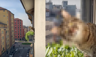 ベランダから外を眺めてみたら・・、お隣さん宅から猫がじっとこちらを見てきている。威嚇するように目を見開いてこっちに圧をかけてきている！！