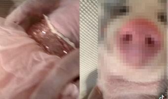 もしかして眠り姫!?ドレスを着て横になっているのは・・、まさかの寝顔がかわいい『ある動物』でした!!【海外・動画】