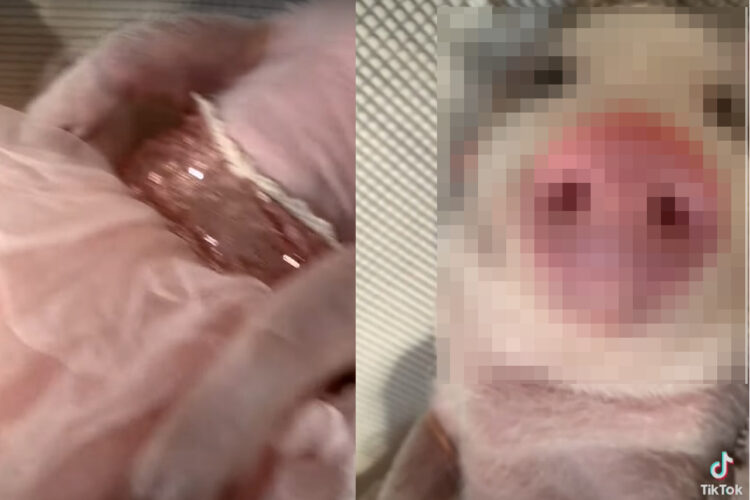 もしかして眠り姫！？ドレスを着て横になっているのは・・、まさかの寝顔がかわいい『ある動物』でした！！【海外・動画】