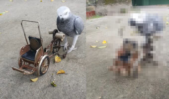 自転車を見事に乗りこなすヨウム。ハンドルをクチバシでくわえて、キコキコ漕いで進んでいきます!!【海外・動画】