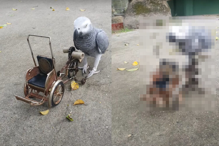 自転車を見事に乗りこなすヨウム。ハンドルをクチバシでくわえて、キコキコ漕いで進んでいきます！！【海外・動画】