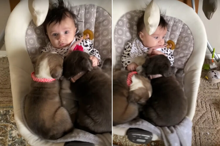 みんななかよし！ゆりかごでお昼寝タイムを過ごす赤ちゃん。よく見れば、ゆりかごにはモフモフの子犬たちの姿もあります！！【アメリカ・動画】