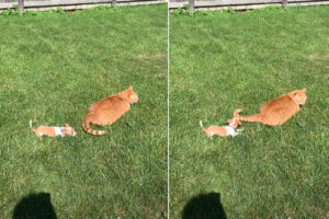 猫は子犬をあやすプロ！？しっぽひとつですっかり子犬の事を夢中にさせています！！