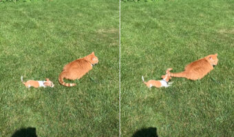 猫は子犬をあやすプロ!?しっぽひとつですっかり子犬の事を夢中にさせています!!