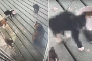 初めて見た大きな猫に子猫たちはビックリ？！『やんのかステップ』の構えを取った子たちはみんなぬいぐるみのように動きません