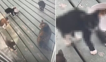 初めて見た大きな猫に子猫たちはビックリ?!『やんのかステップ』の構えを取った子たちはみんなぬいぐるみのように動きません