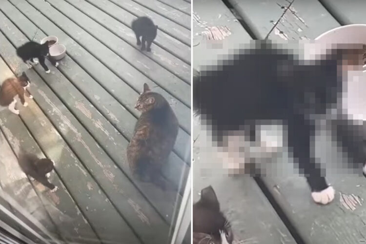 初めて見た大きな猫に子猫たちはビックリ？！『やんのかステップ』の構えを取った子たちはみんなぬいぐるみのように動きません