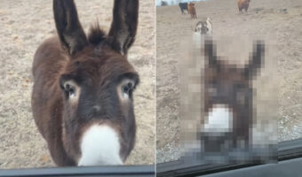 このロバとっても賢い!停車している車の前に待機して・・、とても愛らしい行動を見せました!!【アメリカ・動画】