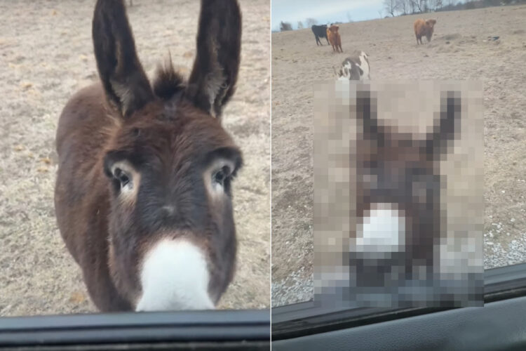 このロバとっても賢い！停車している車の前に待機して・・、とても愛らしい行動を見せました！！【アメリカ・動画】