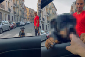 お散歩中にハッピーになったロットワイラー。すぐそばに止まった車に知っている人が乗っていたので、飛びかかるようにしてご挨拶！！