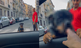 お散歩中にハッピーになったロットワイラー。すぐそばに止まった車に知っている人が乗っていたので、飛びかかるようにしてご挨拶！！