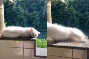 日当たりのいいベランダの際で日向ぼっこをする白猫。まどろんでモゾモゾ動いていたら・・、まさかのハプニングが！！【海外・動画】