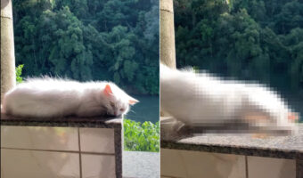 日当たりのいいベランダの際で日向ぼっこをする白猫。まどろんでモゾモゾ動いていたら・・、まさかのハプニングが！！【海外・動画】
