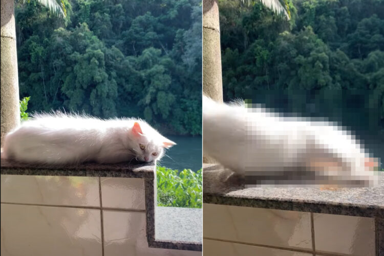 日当たりのいいベランダの際で日向ぼっこをする白猫。まどろんでモゾモゾ動いていたら・・、まさかのハプニングが！！【海外・動画】