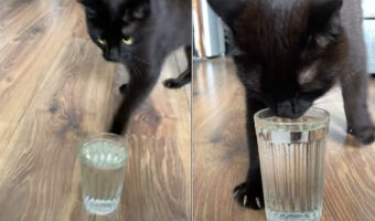 水の注がれたグラスを床に置かれるとすぐさま駆けつけた猫。美味しく水飲む前に・・ダンスをはじめましたよ?!?!