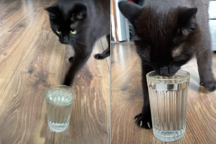 水の注がれたグラスを床に置かれるとすぐさま駆けつけた猫。美味しく水飲む前に・・ダンスをはじめましたよ？！？！