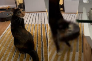 振り返ってパパさんをじっと見つめる猫。そんな君にロボット掃除機が近付いてきていますよ！！【海外・動画】