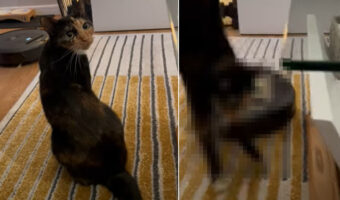振り返ってパパさんをじっと見つめる猫。そんな君にロボット掃除機が近付いてきていますよ！！【海外・動画】