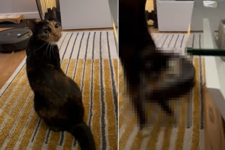 振り返ってパパさんをじっと見つめる猫。そんな君にロボット掃除機が近付いてきていますよ！！【海外・動画】